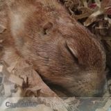 My two prairie dogs need to be feed and watered (3days) while I'm away