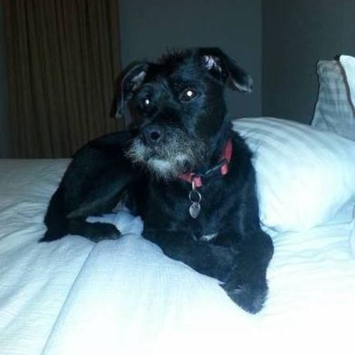 Pet Care Job Lauren W's Profile Picture