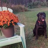 Home & Pet Care