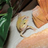 I have experience in all types of animal care and I'd be glad to watch over all different types of pets!