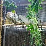 Seeking boarding for adult green iguana