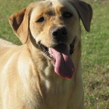 Available For a Pet Care Provider Opportunity in Regina
