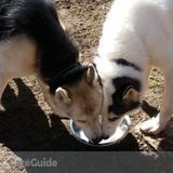 I am a dog walker / Pet care provider