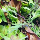Carpenter and organic farmer who specializes in backyard farming