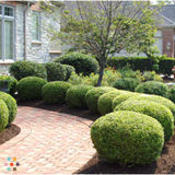 Pro Landscape Maintenance