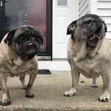 Pet Sitter