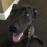 Dedicated House Sitter for Your Home