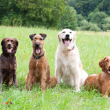 Need Your Dog Walked?