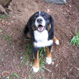 Need pet sitting at your place in Ellensburg