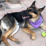 Polite Pet Care Provider for your pets.