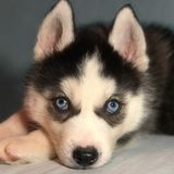 Erika - Experienced, Caring Animal Lover