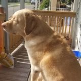 Animal lover looking for some furry friends that would like some TLC.