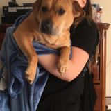 Available For a Dog Walker Opportunity in Norristown