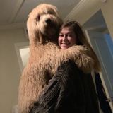 Passionate Dog Sitter in new to Davenport