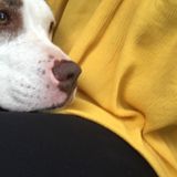 I love animals! I am unable to have my own, so why not take care of others?
