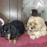 Looking for a job to be a dog walker I love animals and would love to get to know your dog well enjoying the outdoors