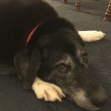 Interviewing Reno, Nevada Animal Caregiver