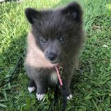 Looking for a Petsitter for my Pomeranian puppy