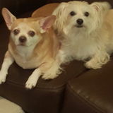 Plano, Texas Home sitter for my 2 dogs.
