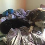 Dog and cat pet caregiver and sitter.