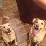 2 Great Dogs Who Need Your Help