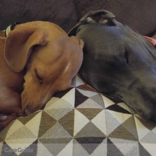 Pet Care Provider Joy S's Profile Picture