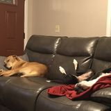 House Sitter Needed For 2 Dogs And Bearded Dragon