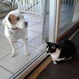 Superior Sitting Services for Particularly Pampered Pets. Passionate about pets!