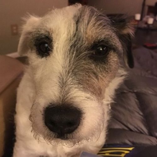 House Sitter Job Fabiola U's Profile Picture