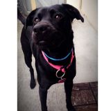Marina Pet Carer Searching for Being Hired