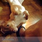 Excellent dog care and walker