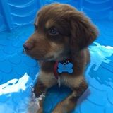 San Mateo, California Petsitter