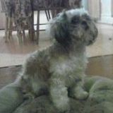 Hard Working Pet Care Provider for Hire