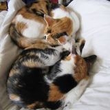 Pet sitter available