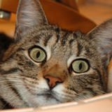 Alexandria, Virginia Home Sitter