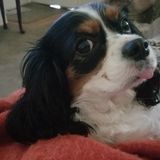 Honest, and Reliable House/Pet Sitter. Let me help you.