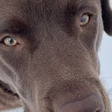 Mature animal lover available for overnight pet sitting in your home or mine.