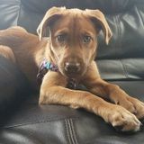 Reliable Pet Care Provider for Your Home