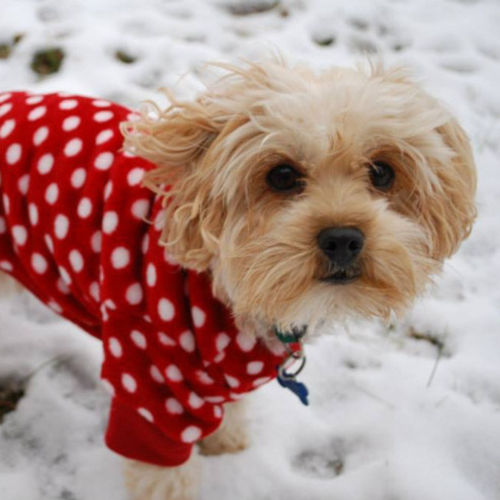 Pet Care Job Amanda Lietman's Profile Picture
