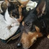 Warren Pet Carer Searching for Work in Michigan