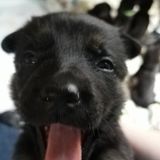Experienced Pet Sitter Available