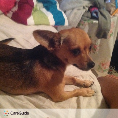 Pet Care Provider Kayla R's Profile Picture