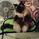 Loving & Reliable Animal Caregivers