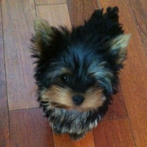 Pet Care Provider Nickie D'ascola's Profile Picture