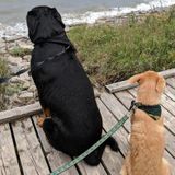 Experienced pet owner in Bowmanville ready to care for your critters of all shapes and sizes !