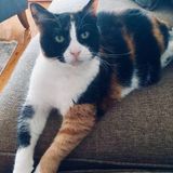 Job Posting: Salem Cat Sitter Needed for Sweet Elderly Sadie