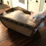 Dependable and Loving Pet Sitter