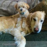 Dog walker/Dog/Cat Sitter
