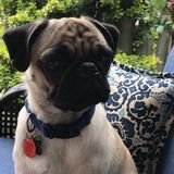 Wanted: overnight care for a cute pug
