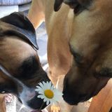 Dog Care in our Home